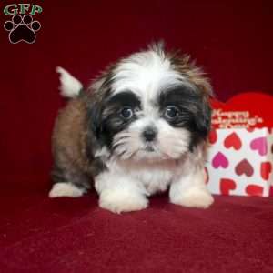 Tiny Emma, Shih Tzu Puppy